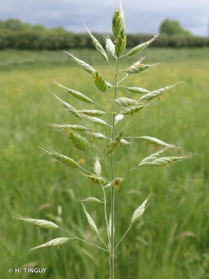 <i>Bromus hordeaceus</i> L., 1753 © H. TINGUY