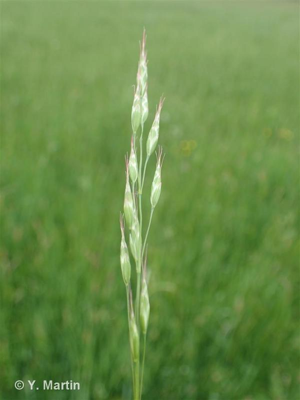 <i>Bromus racemosus</i> L., 1762 © 