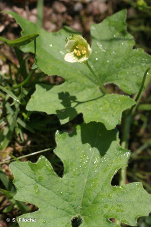 <i>Bryonia dioica</i> Jacq., 1774 © S. Filoche