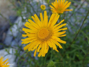 <i>Buphthalmum salicifolium</i> L., 1753 © 