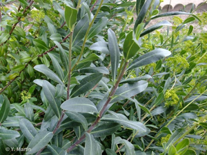 <i>Bupleurum fruticosum</i> L., 1753 © 
