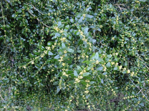 <i>Buxus sempervirens</i> L., 1753 © 