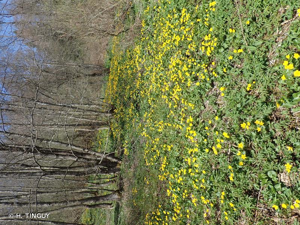 <i>Caltha palustris</i> L., 1753 © H. TINGUY