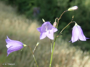 <i>Campanula rotundifolia</i> L., 1753 © H. TINGUY