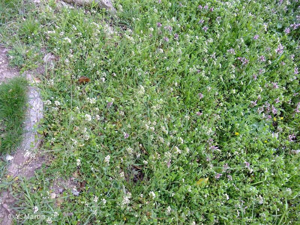 <i>Capsella bursa-pastoris</i> (L.) Medik., 1792 © 