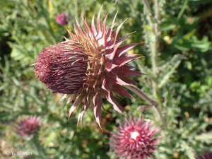 <i>Carduus nutans </i>L., 1753 subsp.<i> nutans</i> © 