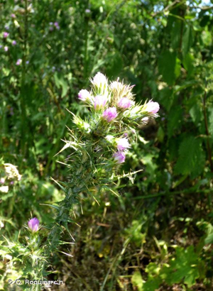 <i>Carduus tenuiflorus</i> Curtis, 1793 © O. Roquinarc'h