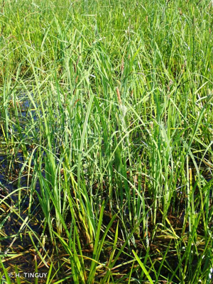 <i>Carex acuta</i> L., 1753 © H. TINGUY