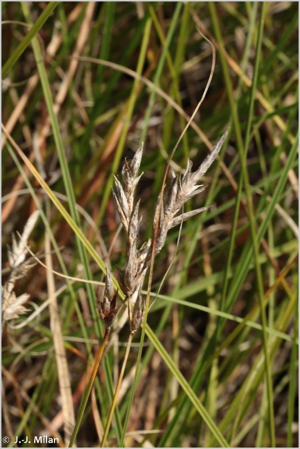<i>Carex arenaria</i> L., 1753 © 
