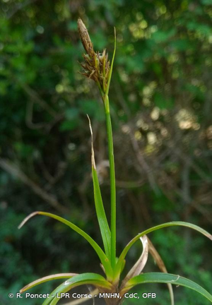 <i>Carex caryophyllea</i> Latourr., 1785 © R. Poncet - LPR Corse - MNHN, CdC, OFB
