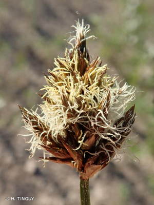 <i>Carex disticha</i> Huds., 1762 © H. TINGUY