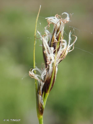 <i>Carex divisa</i> Huds., 1762 © H. TINGUY