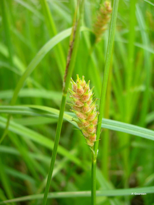 <i>Carex hirta</i> L., 1753 © P. Gourdain