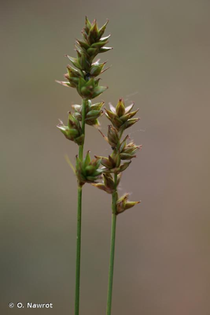 <i>Carex leersii</i> F.W. Schultz, 1870 © O. Nawrot