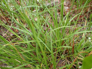 <i>Carex leporina </i>L., 1753 var.<i> leporina</i> © 