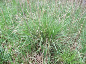 <i>Carex paniculata</i> L., 1755 © 