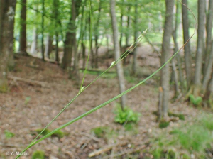 <i>Carex remota</i> L., 1755 © 