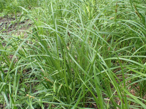 <i>Carex riparia</i> Curtis, 1783 © 