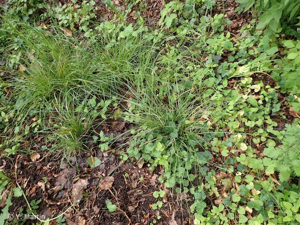 <i>Carex spicata</i> Huds., 1762 © 