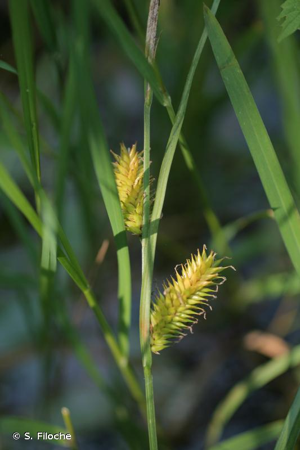 <i>Carex vesicaria</i> L., 1753 © S. Filoche