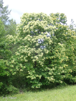 <i>Castanea sativa</i> Mill., 1768 © H. TINGUY