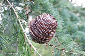 <i>Cedrus deodara</i> (Roxb. ex D.Don) G.Don, 1830 © Michel Garnier