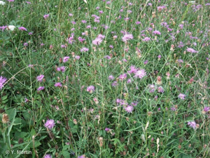 <i>Centaurea jacea </i>subsp.<i> timbalii</i> (Martrin-Donos) Braun-Blanq., 1952 © 