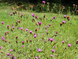 <i>Centaurea nigra</i> L., 1753 © H. TINGUY