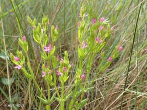 <i>Centaurium tenuiflorum</i> (Hoffmanns. & Link) Fritsch, 1907 © H. TINGUY