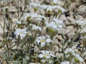 <i>Cerastium tomentosum</i> L., 1753 © A. Lacoeuilhe
