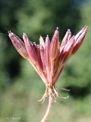 <i>Chaerophyllum temulum</i> L., 1753 © H. TINGUY