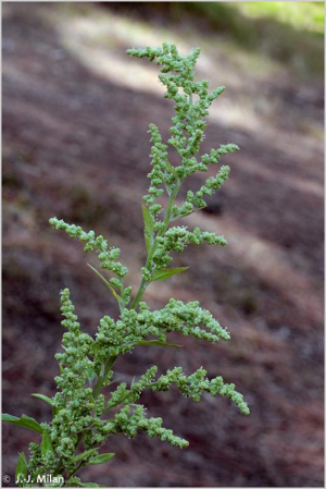<i>Chenopodium album</i> L., 1753 © 