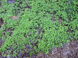 <i>Chrysosplenium oppositifolium</i> L., 1753 © 