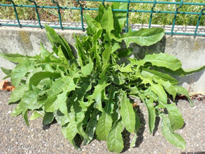 <i>Cichorium intybus</i> L., 1753 © H. TINGUY