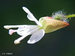 <i>Circaea lutetiana</i> L., 1753 © H. TINGUY
