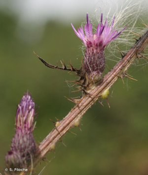 <i>Cirsium arvense</i> (L.) Scop., 1772 © S. Filoche