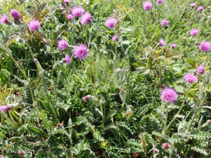 <i>Cirsium filipendulum</i> Lange, 1861 © H. TINGUY