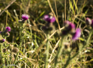 <i>Cirsium palustre</i> (L.) Scop., 1772 © J. LAIGNEL