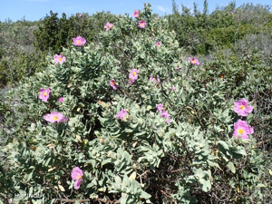 <i>Cistus albidus</i> L., 1753 © H. TINGUY