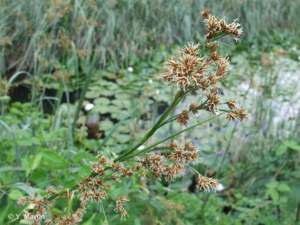 <i>Cladium mariscus</i> (L.) Pohl, 1809 © 