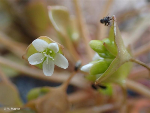 <i>Claytonia perfoliata</i> Donn ex Willd., 1798 © 