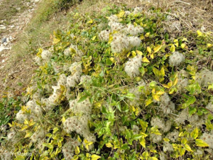 <i>Clematis vitalba</i> L., 1753 © 
