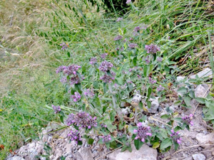 <i>Clinopodium vulgare</i> L., 1753 © Y. Martin