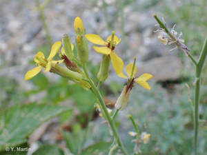 <i>Coincya monensis </i>subsp.<i> cheiranthos</i> (Vill.) Aedo, Leadlay & Muñoz Garm., 1993 © 