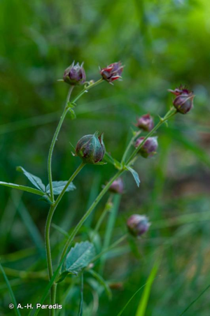 <i>Comarum palustre</i> L., 1753 © A.-H. Paradis