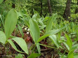 <i>Convallaria majalis</i> L., 1753 © 