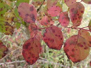 <i>Cornus sanguinea</i> L., 1753 © 