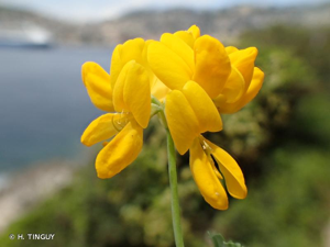 <i>Coronilla valentina</i> L., 1753 © H. TINGUY