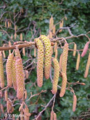 <i>Corylus avellana</i> L., 1753 © 