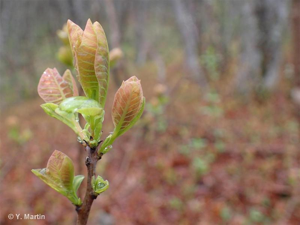 <i>Cotinus coggygria</i> Scop., 1771 © 